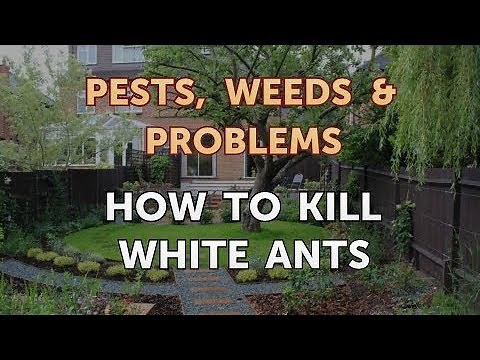 How to Kill White Ants