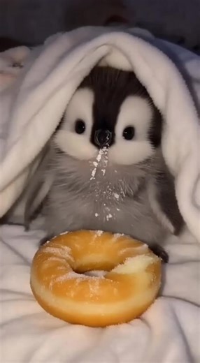 Eating 😋#foryoupage #fluffy #pengiun #tiktokusa🇺🇲