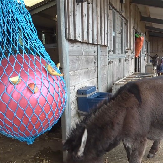 23K views · 1.1K reactions | Wonkey has been enjoying some fruity enrichment recently.  | The Donkey Sanctuary | Facebook