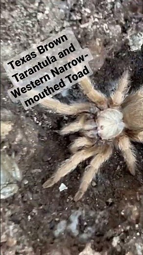 Flipping Rocks - Tarantula and Toad #wildlife #symbiotic #herping #nature