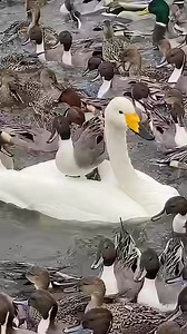 349K views · 6.8K reactions | El surfista‍♂️ #anaderabudo #swans #ducks #nature #season #marecapenelope | Duckhuntingg | Facebook