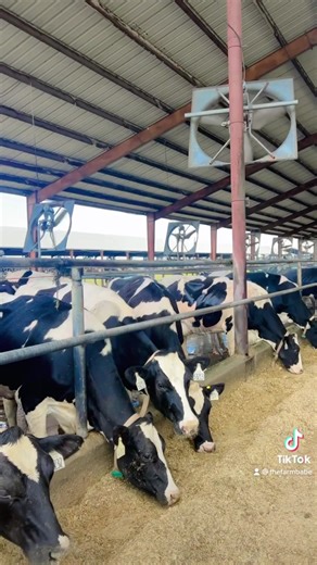 2.8K views · 165 reactions | A look back on 2022 and dairy farm...