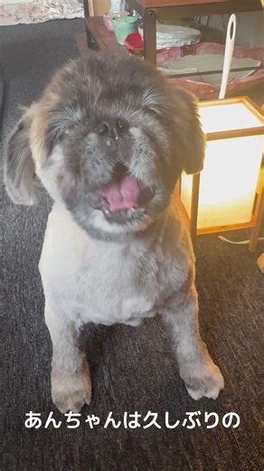 あんちゃんのスポーツ刈り🐨#杏子, #神谷えり #あんこ, #保護犬, #ペキニーズ,#pekingese, dog, 猫っぽい, anko