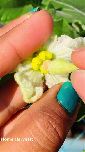 🌼 Bottle Gourd Pollination Hack | Get More Lauki on Your Plant! 🥒