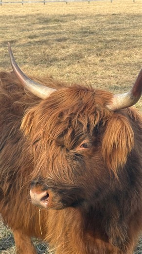 There’s no better way to get into the Scottish spirit than with Highland cows and good company 🐂💙 Join us for the inaugural Middleburg Burns Night on Saturday, January 24th! Event organizers Stephanie Burgetand Kathleen Fraser stopped by @scarletspringsfarm to celebrate — and the Highland cows stole the show. We’re thrilled to share that Laura from Scarlet Springs Farm has donated a generous farm experience for one lucky Burns Night attendee! 🎁 🎟️ Tickets are on sale now 🗓️ Last day to purc