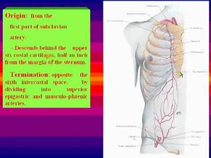 14- Internal mammary artery