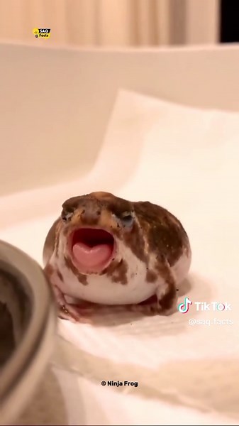 How Frogs Swallow With Their Eyes 👀 #facts #urdufacts #pakistanifacts #amazingfacts #saqfacts #didyouknow #shortfacts #knowledgevideo #urdushorts #pakistaniyouth #interestingfacts #funfacts #viralvideo #tiktokfacts #2025facts