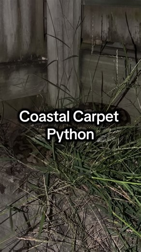 Coastal Carpet Python relocated from a property in Redbank Plains, QLD 🐍 Covering the entire Ipswich Region, Scenic Rim, Lockyer Valley, Somerset and all surroundings 24/7. 📲 0478 535 687 #rapidsnakecatchers247 #lockyervalleysnakecatchers #ipswichsnakecatchers #fyp #coastalcarpetpython
