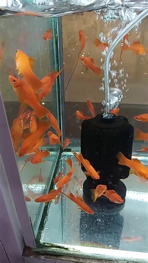 2.4K views · 44 reactions | Red Swordtail Molly Male and female | Golden FISH Store | Facebook