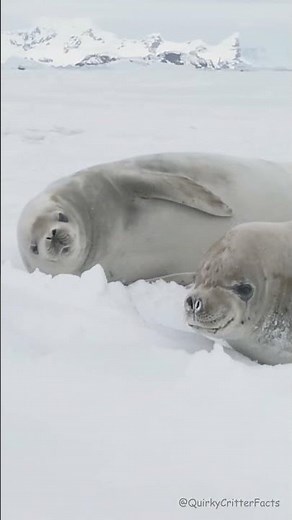 Why Seal Pups Are Born White | Survival on Antarctic Ice