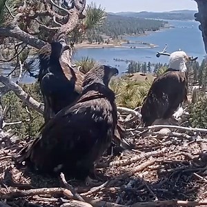 10K reactions · 609 shares | Update On Big Bear’s Eagle Family! ❤️礪...