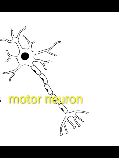 Neuron#3 types of neurons#nervous system#biology#science#shorts.