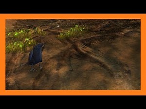 Guild Wars 2 - Raven Pet Locations