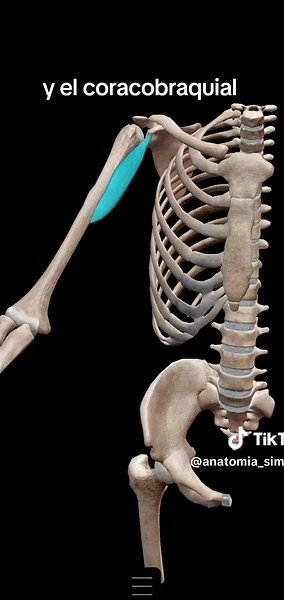 Anatomía y Funciones de los Músculos del Hombro
