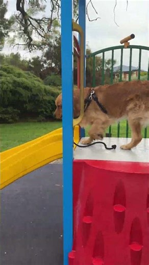 Golden Retriever enjoying going down slide #goldenretriever #goldenretreiver
