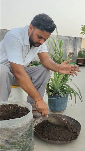 Pineapple Plant Transplant in Big Grow Bag | Easy Gardening Guide 🍍🌱