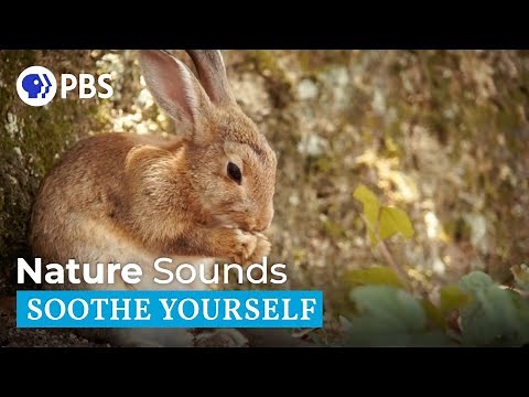 Nature Sounds | Soothe Yourself