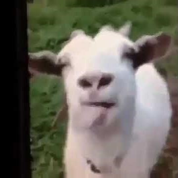 Funny Goat Noises