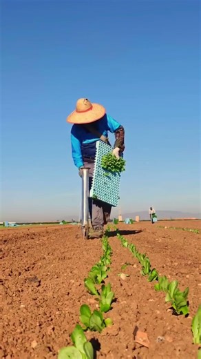With this tool, planting vegetables becomes easier