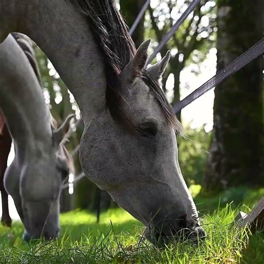 The Ultimate Horse Fence Solution