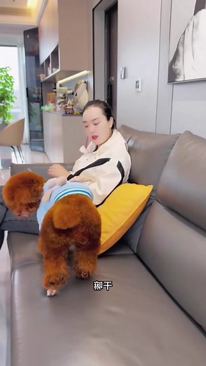 Maomao Just teach him a lesson, don't beat Lao Liu to death🤣👍 #smartdog #dog #fb | Golden Retriever Smart