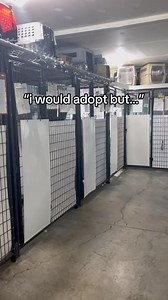 🤍ADOPTABLE DOGS🤍 If you're looking for a dog for your specific lifestyle, we have SO MANY with so much to offer! | Saving Grace Animal Society