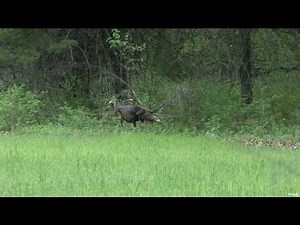 Turkey Hunting in Kansas Part 1 - video Dailymotion
