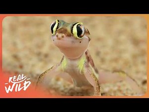 WILD NAMIBIA | Survival in the World's Oldest Desert | 4K