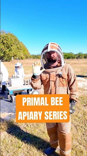 Ever heard of Primal Bee? Follow how we setup our new Apiary! #beekeeping #beekeeper #beehive #diy