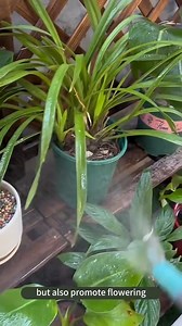 Orchid flowering secrets every orchid lover should know #gardeningtipsforbeginners #gardeninghacks #diygarden #gardengrowthguide | Seed to Flower