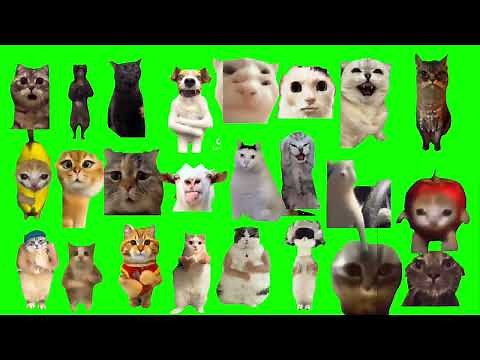 色んな猫ミームで洗操歌素材まとめ#猫ミーム #猫ミーム素材