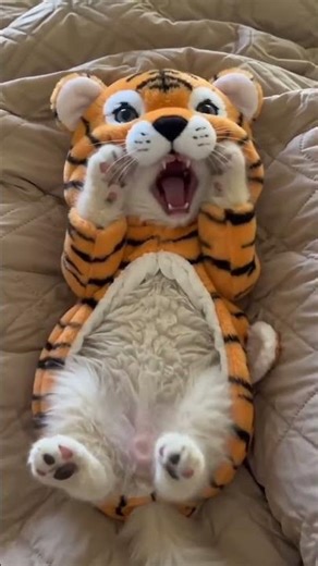 The Smallest Tiger You’ll Ever See! 🐯🧡