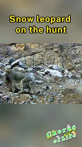 44K views · 163 reactions | Infrared camera footage from Helan Mountain Nature Reserve in northwest China's Ningxia Hui Autonomous Region captures a rare moment—a snow leopard hunting a blue sheep. #ChorusofLife | CCTV | Facebook