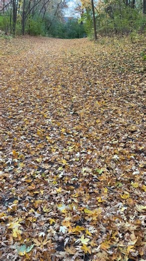 The aftermath of the leaf “storm”! 🍁🍃🍂🍃🌿😉🤙🏼 | Johnny McDonald