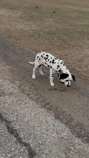 1.3K views · 67 reactions | He’s tracking his turkey dinner! 旅Who wants to spend Thanksgiving with this turkey?!旅 DOB 8/13/25 AKC Microchipped DNA tested LUA Health tested parents Normal hearing First 2 rounds of puppy shots Westhoff, TX 旅Special holiday discount旅 #dalmatianpuppy #dalmatiansofinstagram #dalmatianlove #puppies #dalmatianworld #puppiesofinstagram #dalmatiannation #dalmatian #dalmatianlovers | Smart Dalmatians | Facebook