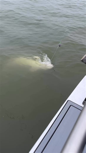 2.7K views · 35 reactions | What a difference a day makes. From 16 hookups yesterday to 6 today. Hey, that's fishing. But still got todays group of Sturgeon virgins all a fish. With one being a monster. Still a great time on the water | Delta Sportfishing | Facebook