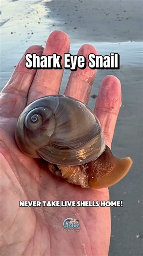 Check out this live shark eye snail that I saw during one of my morning beach walks at Delnor-Wiggins Pass State Park in North Naples, Florida. Never collect anything that is alive. A shell filled with something (mollusk or crab) is a home to that animal. A "shark eye" is a common name for the predatory sea snail Neverita duplicata, a type of moon snail known for its round, eyeball-like shell with a dark, central spot. These marine gastropods use a large, fleshy foot to glide over sand and mud, 