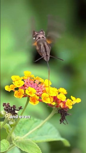 The moth that evolved to look exactly like a bird #nature #evolution