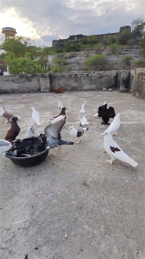 hamare sare kabutaron ka show karvaya 😉|| kabutar problem solve || kabutar ko hate par kese dulay