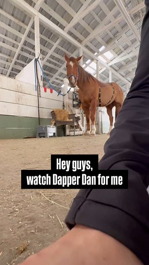 I just went to my bag to get carrots for his carrot exercises. But look how good he is and look how square he is standing 🥲 he usually keeps his left hind leg underneath him. I have really been working on his core strength, SI and balance lately. Even when he stands to eat, I have noticed him standing more square on his own. These things take time but I’m so proud of his progress so far! #MichelleMethod #MM #EquusEmpire #Equestrian #Equine #Strength #Conditioning #Fitness #Exercise #RideStrong 