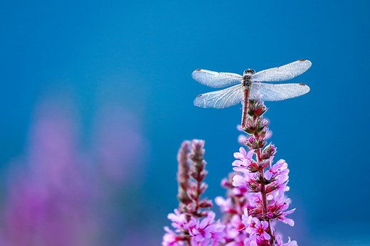 14 Fun Facts About Dragonflies, From Their Lethal Hunting Prowess to Incredible Migratory Feats