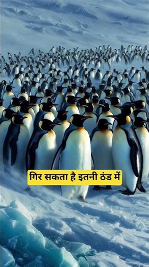 Emperor Penguin Dad Protects Egg for 2 Months! 😳 #facts