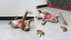 310K views · 6.8K reactions | Mori Friendly Want To Make Friend & Amuse Toad When Meet Firs | Monkey Dodo | Facebook