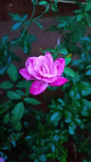 Rain Kissed Roses in Crystal Water | Cinematic Beauty of Nature