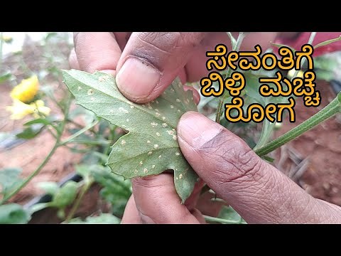 White rust in Chrysanthemum | symptoms and best control measures | fungicides for White rust |