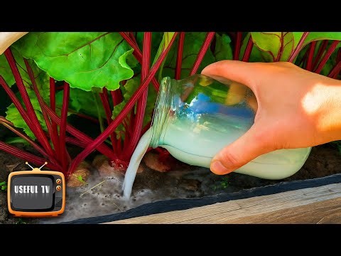 Beets will become sweeter than marmalade after this fertilization