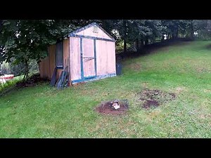 Skunk trapping bait.