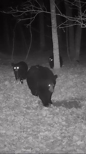 83K views · 1K reactions | Mom, what's on that tree? | Backwoods Life | Facebook