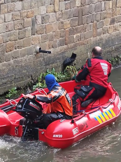 Katje gered aan de Dijle: Een dierenreddingsverhaal