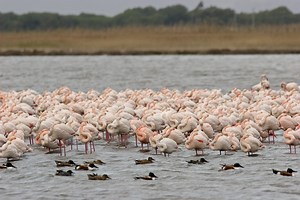 Protecting Italy's Wetlands with Nature Guardian Technology